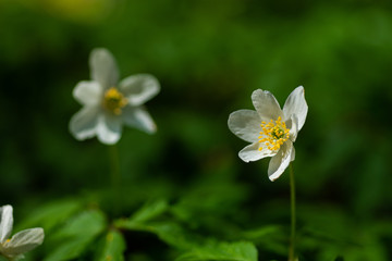 Bright spring flowers in the forest. Spring flowers close-up.