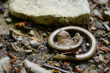 Eine kleine Blindschleiche auf dem Waldboden - 
a small blind worm on the forest floor