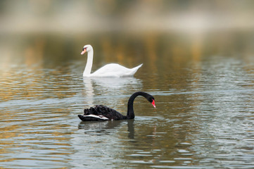 swan on the lake