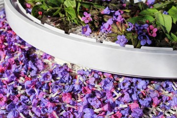 drying of medicinal plants