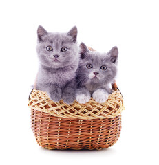 Fototapeta na wymiar Two small kittens in the basket.