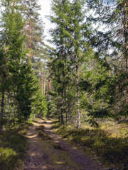 forest landscape with a simple forest road