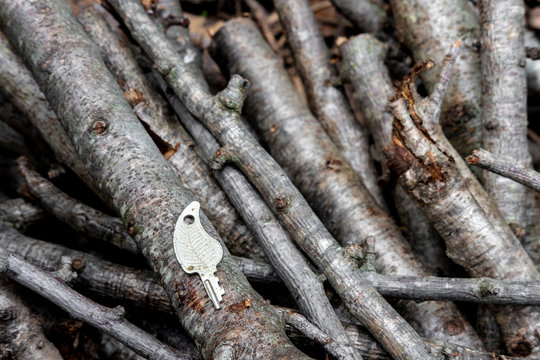 An old key between cut branches of a tree - Powered by Adobe
