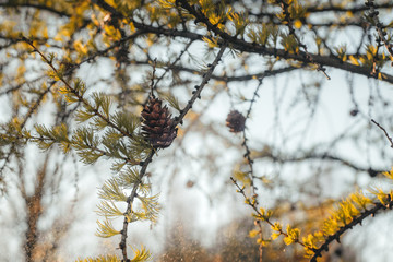 A yellow branch hangs from a tree. Yellow background. Nature. Orange background.
