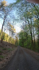Fototapeta na wymiar Wald, Bäume, Naturfotografie