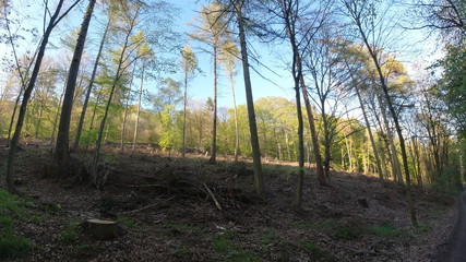 Wald, Bäume, Naturfotografie