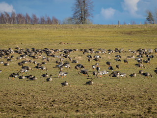 Agricultural field as place of stop-overs, geese make long stops in process of migration to replenish energy resources