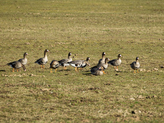 Agricultural field as place of stop-overs, geese make long stops in process of migration to replenish energy resources