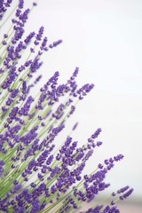 beautiful purple lavender flowers against a white background 