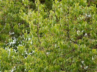 Fototapeta na wymiar Prunus mahaleb ou Cerisier de Sainte-Lucie buissonnant aux petites feuilles vert-brillant ovales et finement dentées