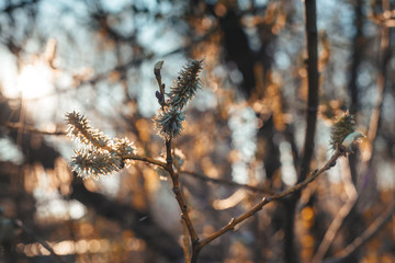 A yellow branch hangs from a tree. Yellow background. Nature. Orange background.