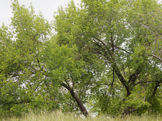 (Prunus mahaleb) Cerisier de Sainte-Lucie ou faux merisier 