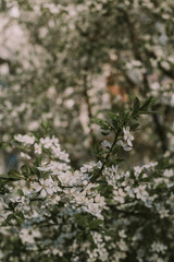 White flower. White background. Nature. White flowers on a tree.