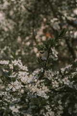 White flower. White background. Nature. White flowers on a tree.