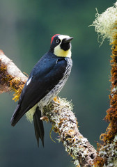 Eichelspecht auf flechten&uuml;berzogenem Baum in Costa Rica