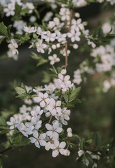 White flower. White background. Nature. White flowers on a tree.