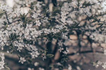 White flower. White background. Nature. White flowers on a tree.