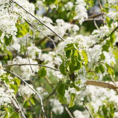 Prunus mahaleb ou Cerisier de Sainte-Lucie à inflorescences blanches en corymbes ou en bouquets dressés dans un feuillage pendant vert brillant