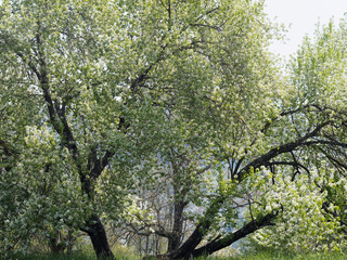 Magnifique floraison printanière blanche et parfumée du cerisier de Sainte-Lucie (Prunus mahaleb) aux rameaux étalés, feuillage verdoyant