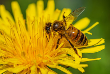 Bee and Dandelion
