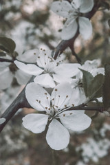 White flower. White background. Nature. White flowers on a tree.