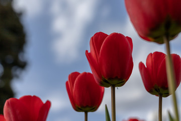 Fototapeta premium several scarlet tulips close to the camera are photographed from below on a blurry background of blue sky and clouds with a wonderful composition of the frame