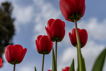 several scarlet tulips close to the camera are photographed from below on a blurry background of blue sky and clouds with a wonderful composition of the frame