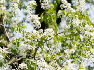 (Prunus mahaleb) Magnifique floraison printanière blanche et parfumée du cerisier de Sainte-Lucie aux rameaux étalés, feuillage verdoyant
