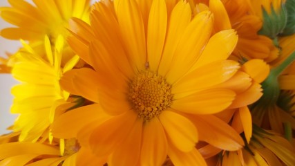 yellow flower macro