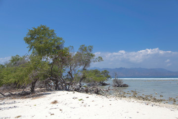 tree on the beach, gili trawangan island, bali, indonesia.