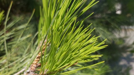 green pine needles