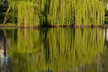 wipping willow reflected in the pond