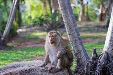 Macaque monkey living in the forest  at Rang hill public park and viewpoint in Phuket town