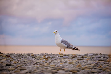 seagull stands on a parapet against a background of pink clouds