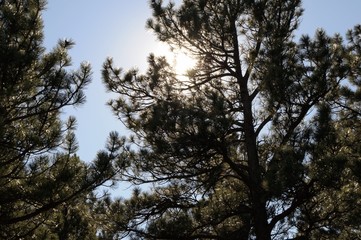 trees and sky
