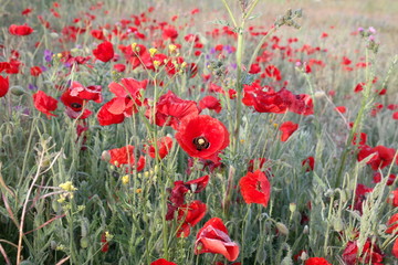 Obraz premium maki kwiaty zieleń czerwień krajobraz 