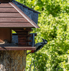 Buntspecht am Vogelhaus