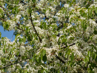 Prunus mahaleb ou Cerisier de Sainte-Lucie ou Faux merisier à fleurs blanches dressées en...