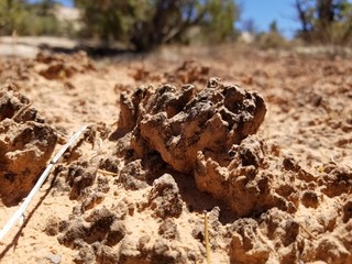 biological soil crust