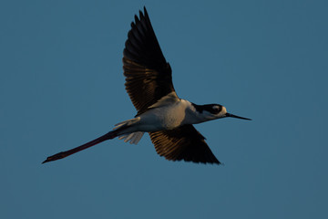 Very close view of a black-necked stilt flying , seen in a North California marsh