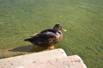 duck and ducklings