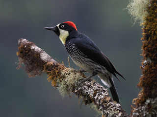 Eichelspecht in Costa Rica 