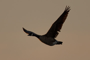 Canada goose flying in beautiful light, seen in the wild near the San Francisco Bay