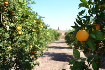 oranges on tree