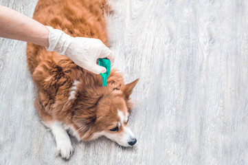 Treatment of a dog from ticks, fleas, parasites at the withers with drops in close-up. Man in...