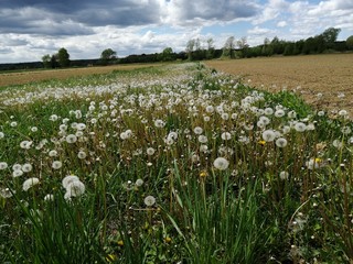 field with dandelion