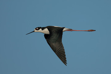Very close view of a black-necked stilt flying , seen in a North California marsh