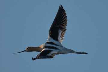Extreme close-up of an American avocet flying, seen in the wild in a North California marsh 