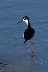 Close view of a black-necked stilt, seen in a North California marsh