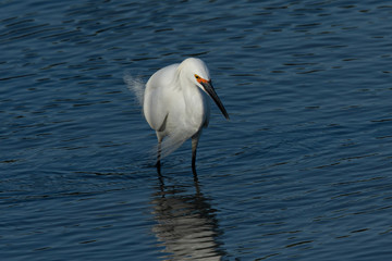 Snowy egret in a North California marsh 